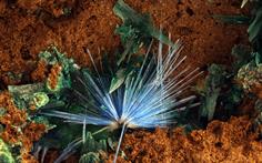 Cyanotrichit Brochantit Potrerillos Chile FOV 5mm 2016-02-02 22-34-47 (C)