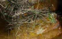 Millerit-Morenosit Zeche Consolidation 3_4 Gelsenkirchen FOV 4mm-13032015