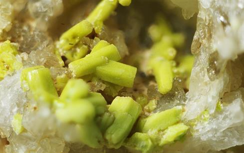 Pyromorphit - Sehringen Badenweiler Schwarzwald FOV 3-4mm 2016-06-02 15-16-51