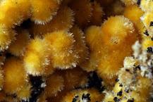 Sideronatrit-Zeche Julia Herne FOV 4mm 07022015