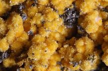 Sideronatrit-Zeche Julia Herne FOV 5mm -10022015-3