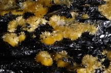 Sideronatrit-Zeche Zollverein Essen FOV 3mm 10022015-2